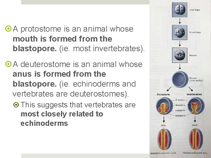  A protostome is an animal whose mouth is formed from the blastopore. (ie.