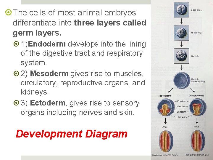  The cells of most animal embryos differentiate into three layers called germ layers.