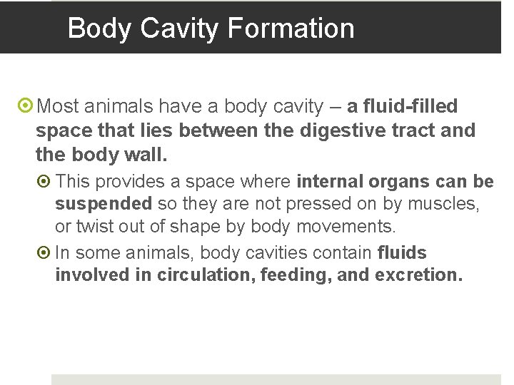 Body Cavity Formation Most animals have a body cavity – a fluid-filled space that