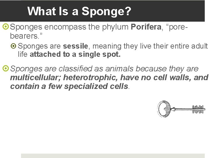 What Is a Sponge? Sponges encompass the phylum Porifera, “porebearers. ” Sponges are sessile,