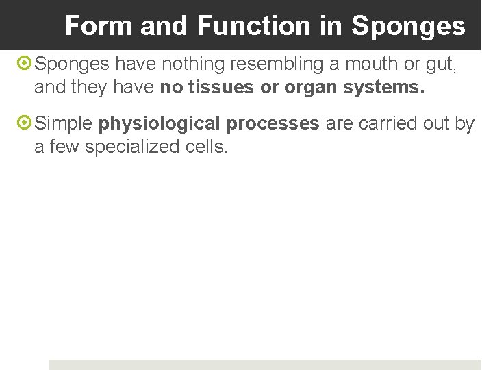 Form and Function in Sponges have nothing resembling a mouth or gut, and they