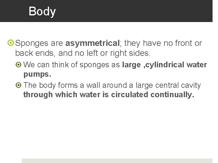 Body Sponges are asymmetrical; they have no front or back ends, and no left