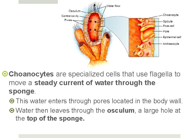  Choanocytes are specialized cells that use flagella to move a steady current of