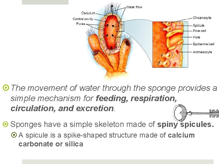  The movement of water through the sponge provides a simple mechanism for feeding,