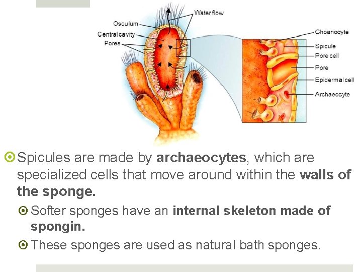  Spicules are made by archaeocytes, which are specialized cells that move around within