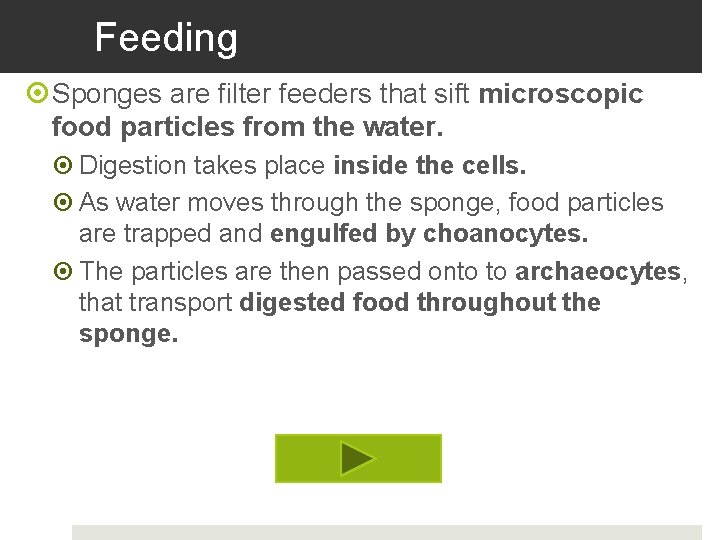 Feeding Sponges are filter feeders that sift microscopic food particles from the water. Digestion