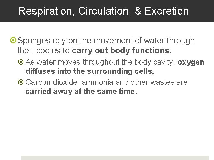 Respiration, Circulation, & Excretion Sponges rely on the movement of water through their bodies