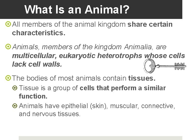 What Is an Animal? All members of the animal kingdom share certain characteristics. Animals,
