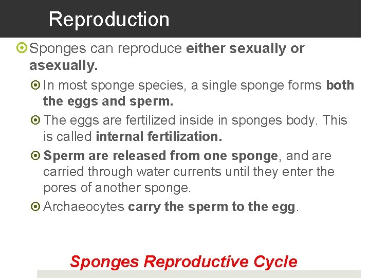 Reproduction Sponges can reproduce either sexually or asexually. In most sponge species, a single