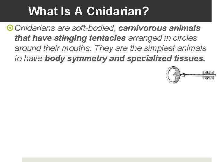 What Is A Cnidarian? Cnidarians are soft-bodied, carnivorous animals that have stinging tentacles arranged