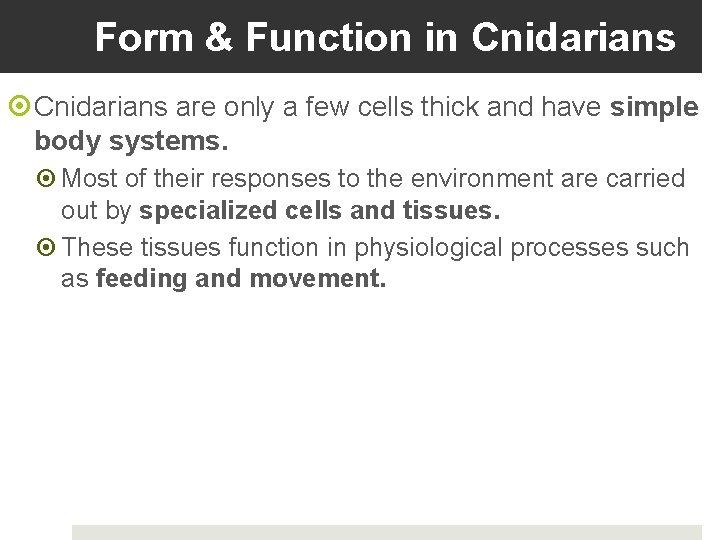 Form & Function in Cnidarians are only a few cells thick and have simple