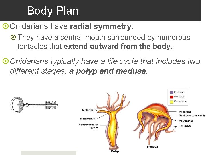 Body Plan Cnidarians have radial symmetry. They have a central mouth surrounded by numerous