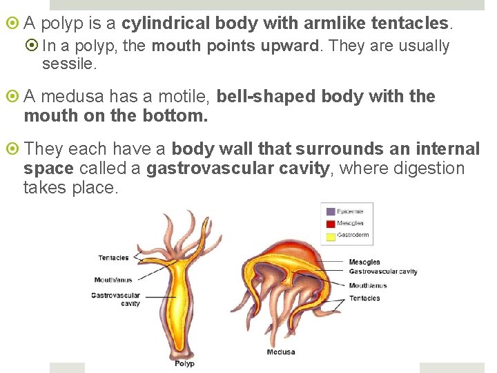  A polyp is a cylindrical body with armlike tentacles. In a polyp, the