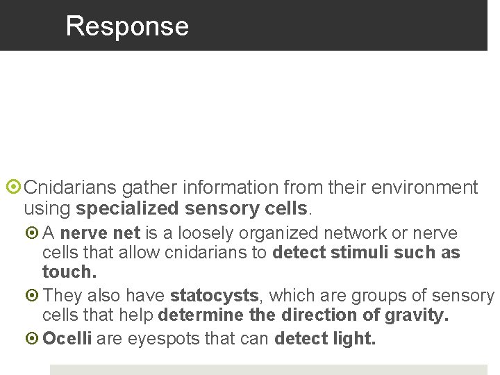 Response Cnidarians gather information from their environment using specialized sensory cells. A nerve net