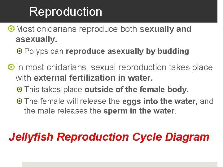 Reproduction Most cnidarians reproduce both sexually and asexually. Polyps can reproduce asexually by budding
