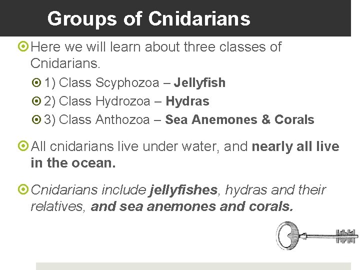 Groups of Cnidarians Here we will learn about three classes of Cnidarians. 1) Class