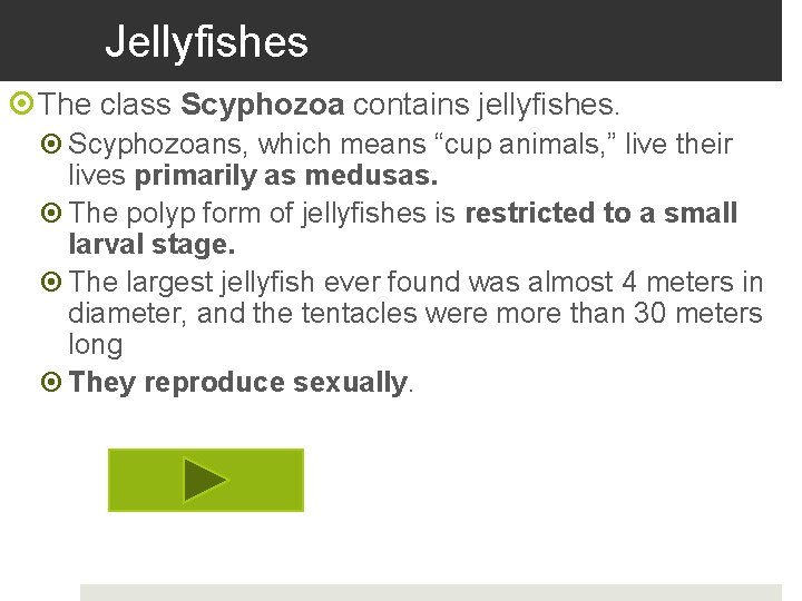 Jellyfishes The class Scyphozoa contains jellyfishes. Scyphozoans, which means “cup animals, ” live their