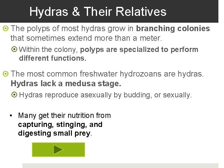 Hydras & Their Relatives The polyps of most hydras grow in branching colonies that