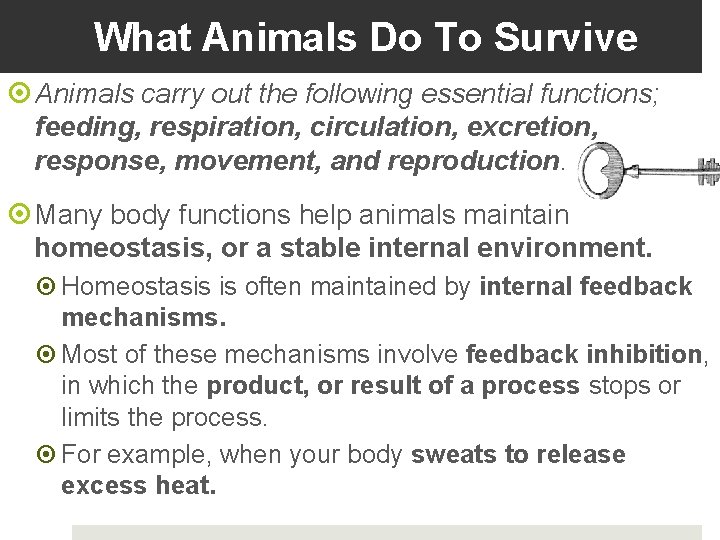 What Animals Do To Survive Animals carry out the following essential functions; feeding, respiration,