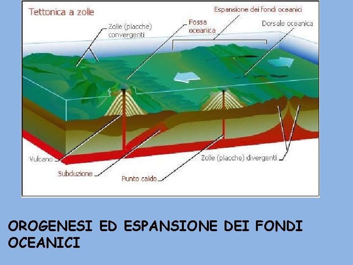 OROGENESI ED ESPANSIONE DEI FONDI OCEANICI 