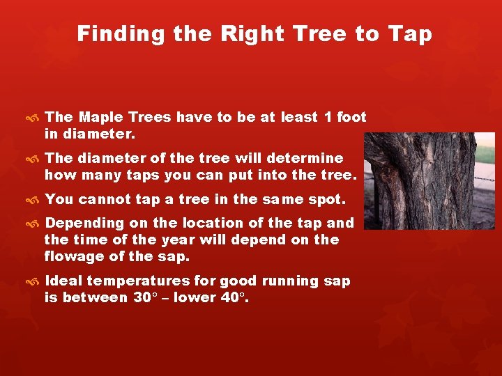 Finding the Right Tree to Tap The Maple Trees have to be at least