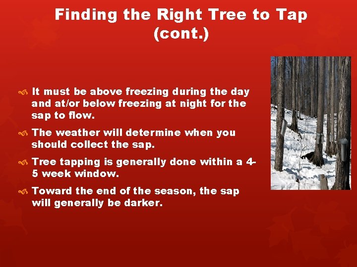 Finding the Right Tree to Tap (cont. ) It must be above freezing during