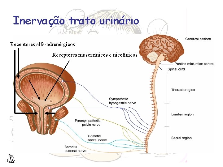 Inervação trato urinário Receptores alfa-adrenérgicos Receptores muscarínicos e nicotínicos 