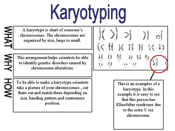 A karyotype is chart of someone’s chromosomes. The chromosomes are organized by size, large