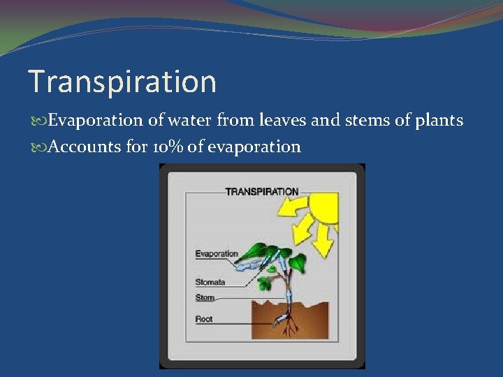 Transpiration Evaporation of water from leaves and stems of plants Accounts for 10% of