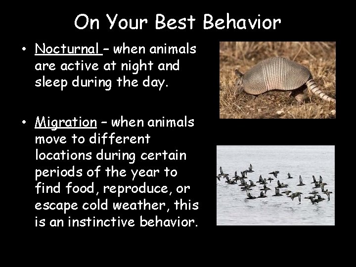 On Your Best Behavior • Nocturnal – when animals are active at night and