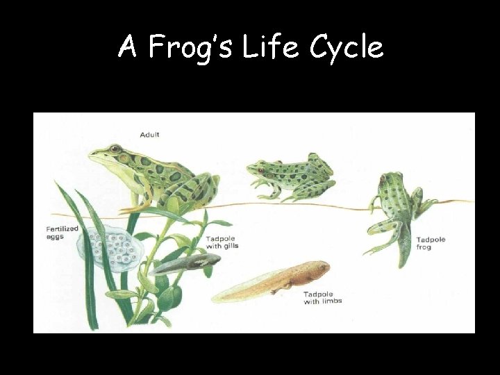 A Frog’s Life Cycle 