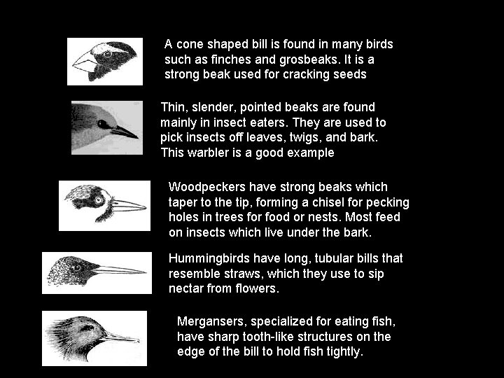 A cone shaped bill is found in many birds such as finches and grosbeaks.