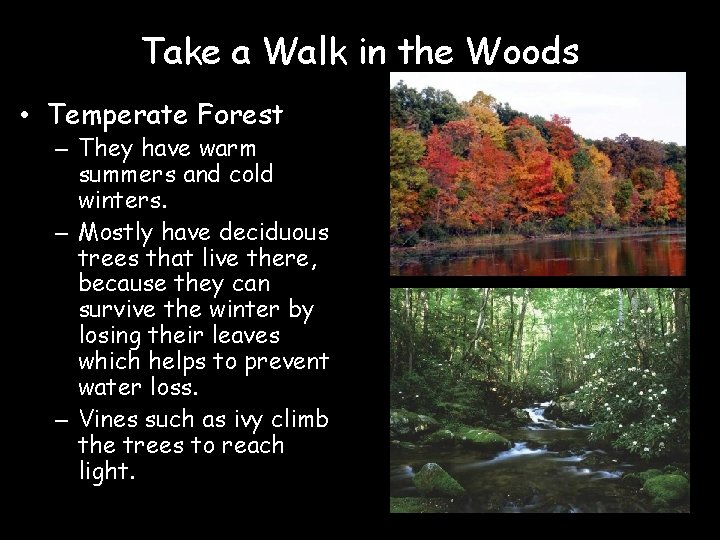 Take a Walk in the Woods • Temperate Forest – They have warm summers