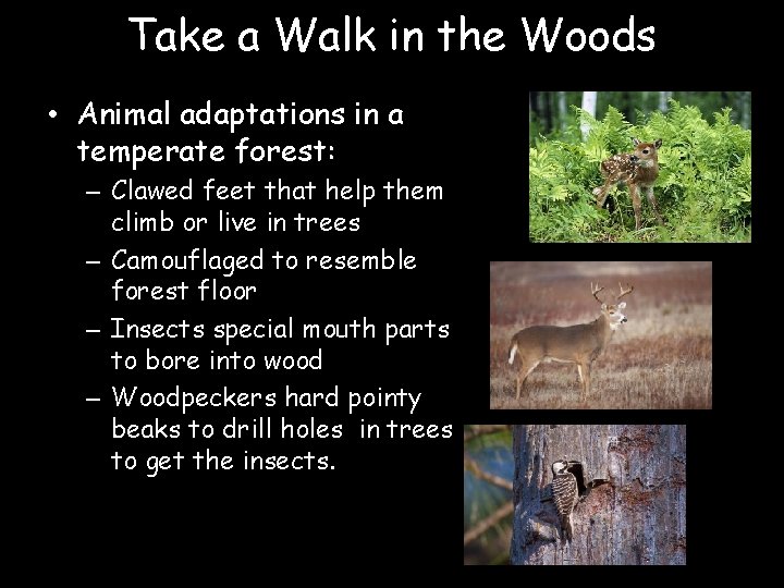 Take a Walk in the Woods • Animal adaptations in a temperate forest: –