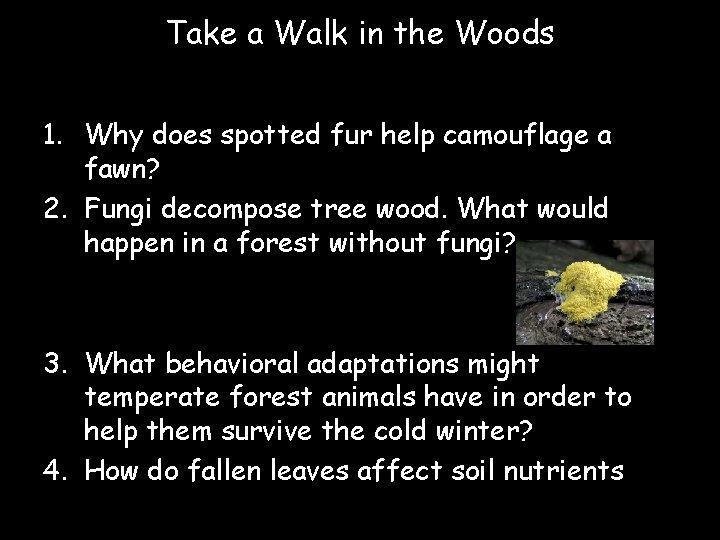 Take a Walk in the Woods 1. Why does spotted fur help camouflage a