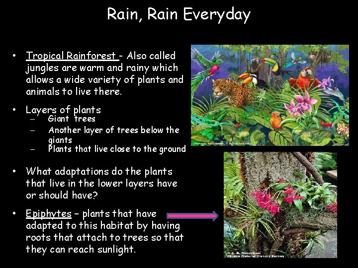 Rain, Rain Everyday • Tropical Rainforest - Also called jungles are warm and rainy