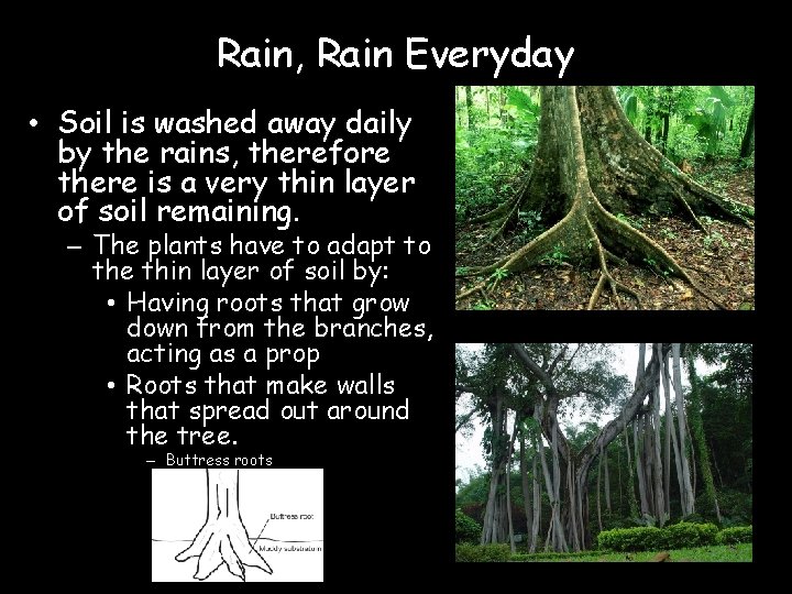 Rain, Rain Everyday • Soil is washed away daily by the rains, therefore there
