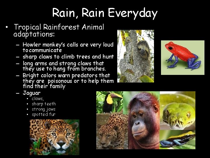 Rain, Rain Everyday • Tropical Rainforest Animal adaptations: – Howler monkey’s calls are very