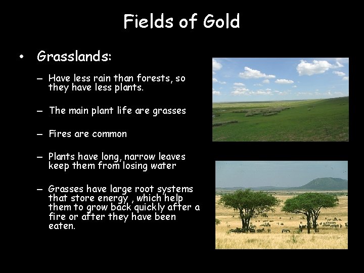 Fields of Gold • Grasslands: – Have less rain than forests, so they have