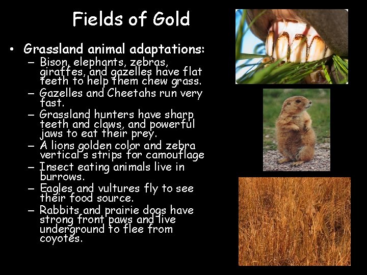 Fields of Gold • Grassland animal adaptations: – Bison, elephants, zebras, giraffes, and gazelles