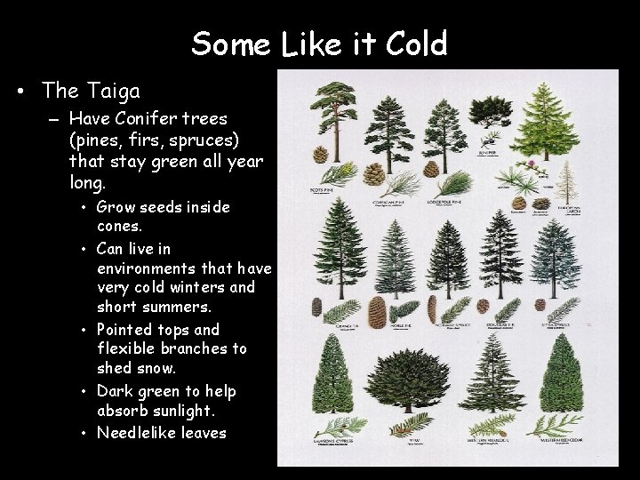 Some Like it Cold • The Taiga – Have Conifer trees (pines, firs, spruces)