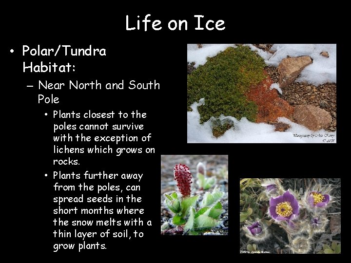 Life on Ice • Polar/Tundra Habitat: – Near North and South Pole • Plants