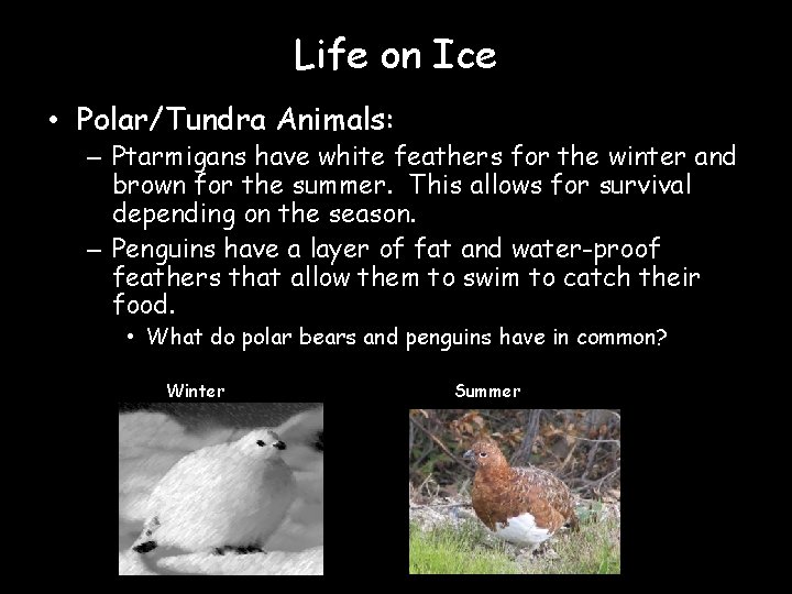 Life on Ice • Polar/Tundra Animals: – Ptarmigans have white feathers for the winter
