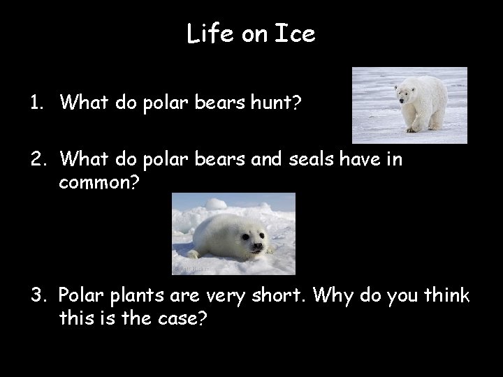 Life on Ice 1. What do polar bears hunt? 2. What do polar bears