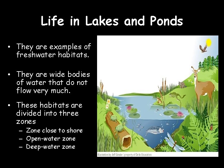 Life in Lakes and Ponds • They are examples of freshwater habitats. • They