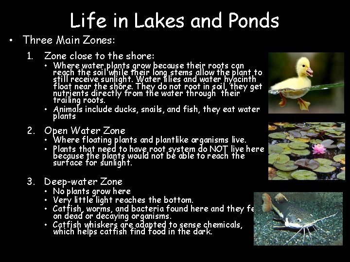 Life in Lakes and Ponds • Three Main Zones: 1. Zone close to the