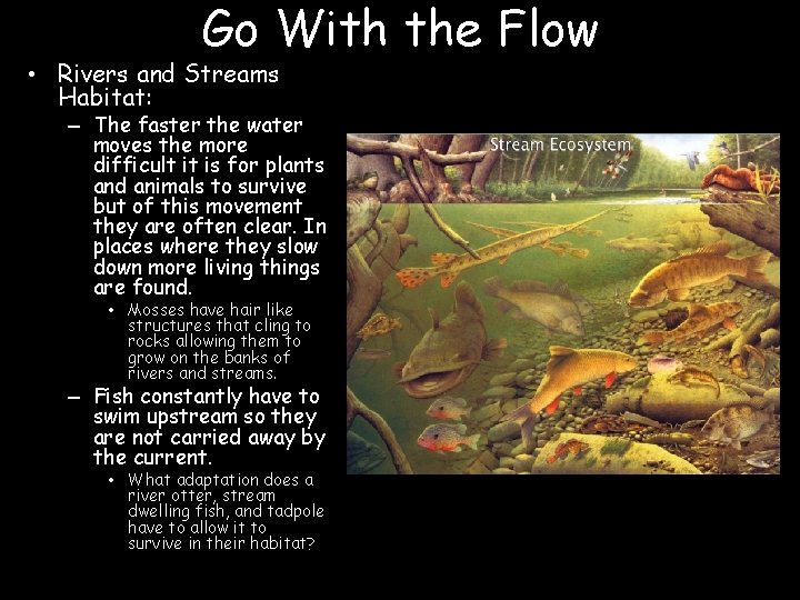 Go With the Flow • Rivers and Streams Habitat: – The faster the water