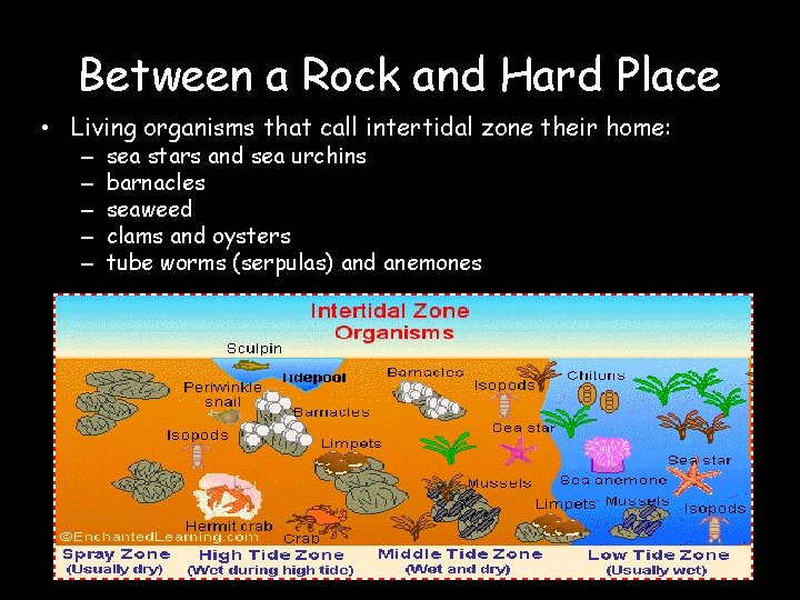 Between a Rock and Hard Place • Living organisms that call intertidal zone their