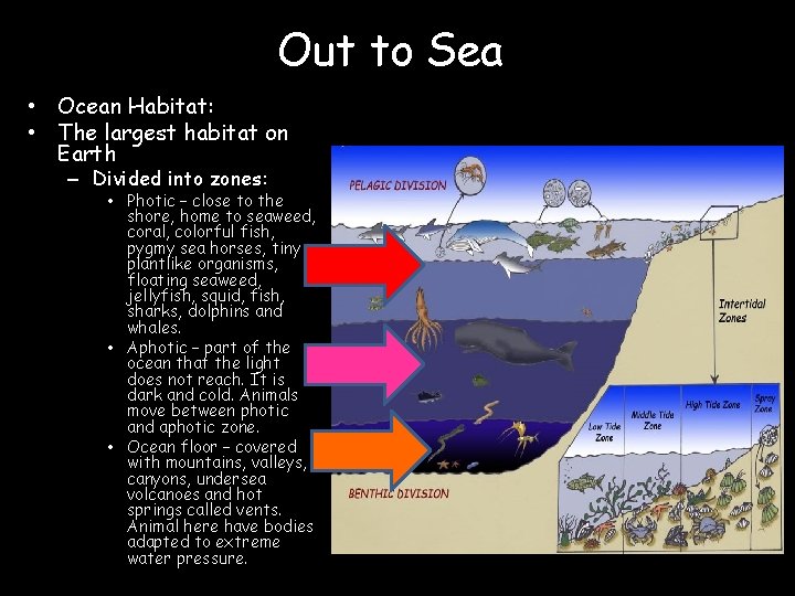 Out to Sea • Ocean Habitat: • The largest habitat on Earth – Divided