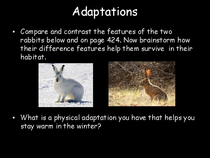 Adaptations • Compare and contrast the features of the two rabbits below and on